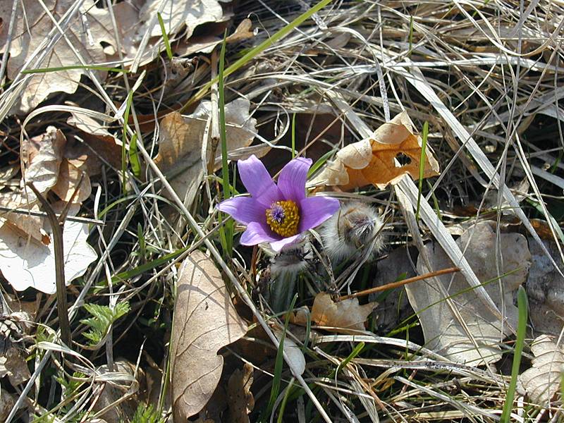 Pulsatilla grandis